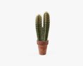 Cactus In Planter Pot Plant 02 Modelo 3D