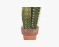 Cactus In Planter Pot Plant 02 3D模型