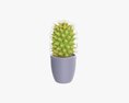 Cactus Plant In Pot Tall 3D модель