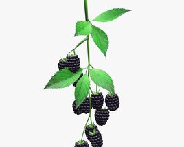 Blackberries On Branch With Leaves 3D 모델 
