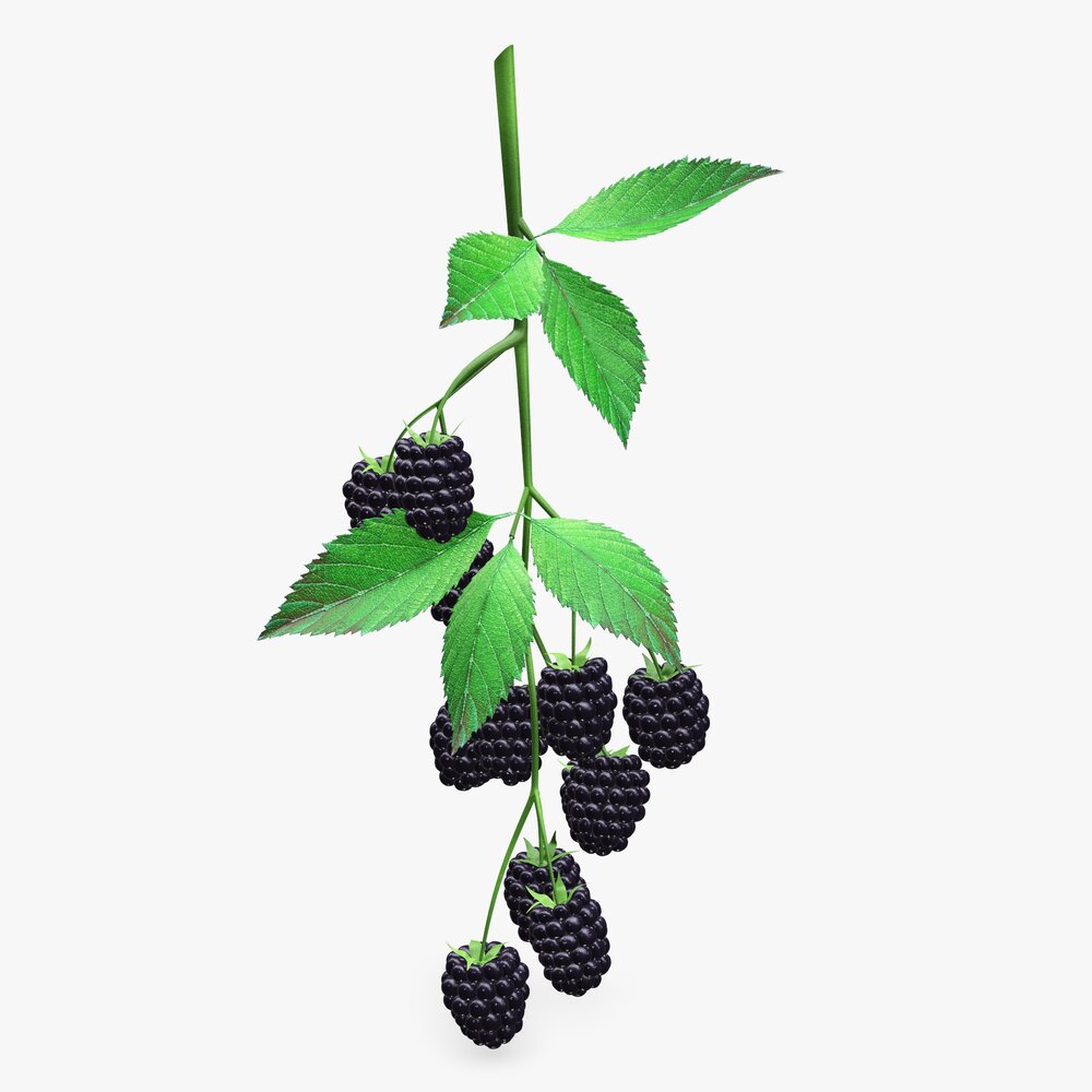 Blackberries On Branch With Leaves 3D model