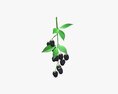 Blackberries On Branch With Leaves Modèle 3d
