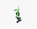 Blackberries On Branch With Leaves 3d model