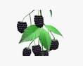 Blackberries On Branch With Leaves Modello 3D