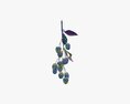 Blackberries On Branch With Leaves Modello 3D