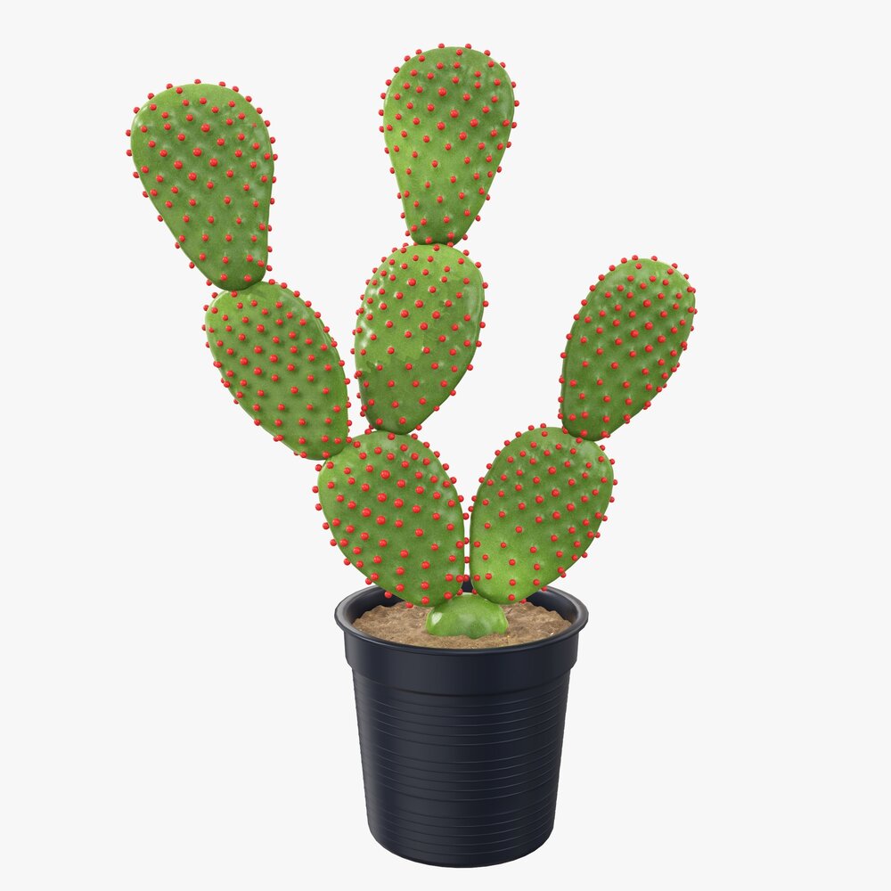Cactus In Black Plastic Pot 3D model