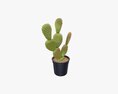 Cactus In Black Plastic Pot 3D 모델 