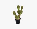 Cactus In Black Plastic Pot 3D模型