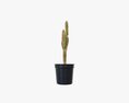 Cactus In Black Plastic Pot Modello 3D