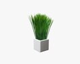 Decorative Potted Long Grass Modello 3D