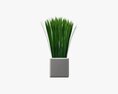 Decorative Potted Long Grass 3D模型