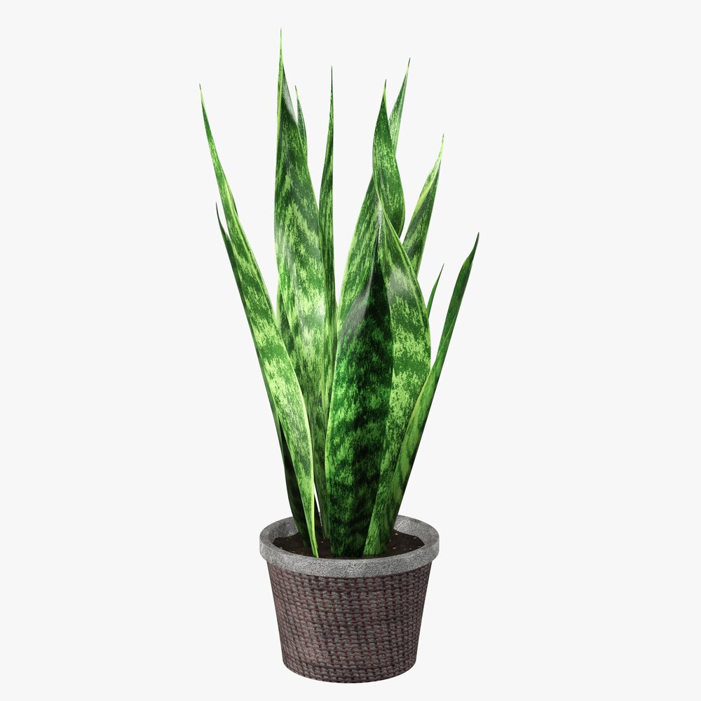 Decorative Potted Plant 02 3D-Modell