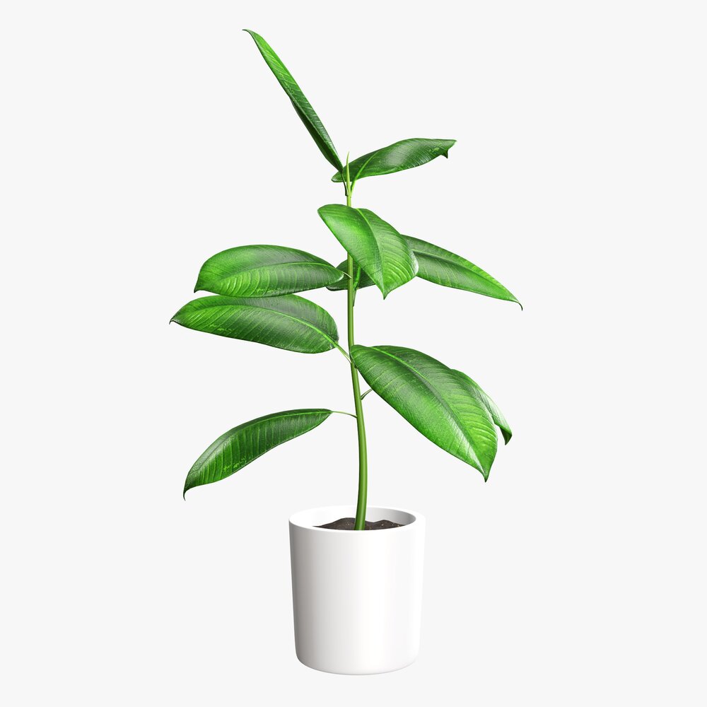 Decorative Potted Plant 03 Modello 3D