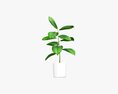 Decorative Potted Plant 03 3D 모델 