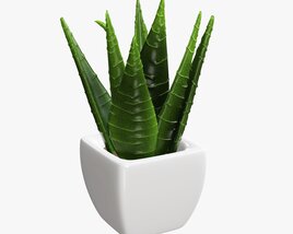 Decorative Potted Plant 05 Modello 3D