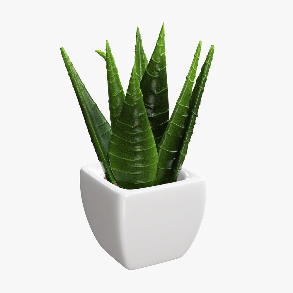 Decorative Potted Plant 05 3D 모델 