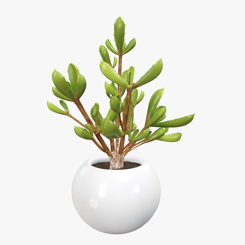 Decorative Potted Plant 08 3D model
