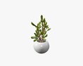Decorative Potted Plant 08 Modello 3D