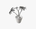 Desert Rose Or Ping Bignonia In Flowerpot 3D модель