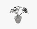 Desert Rose Or Ping Bignonia In Flowerpot 3D-Modell