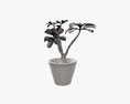 Desert Rose Or Ping Bignonia In Flowerpot Modello 3D