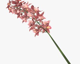Orchid Branch With Flowers 3D model