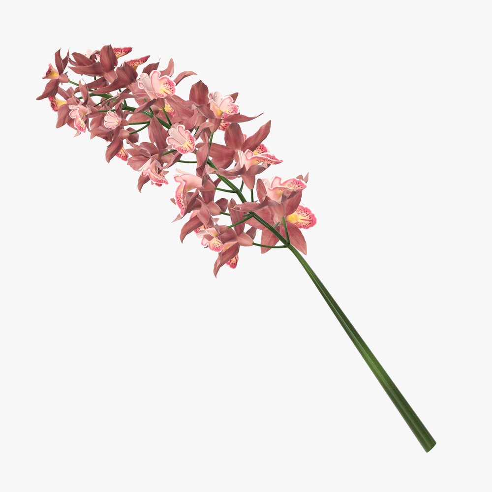 Orchid Branch With Flowers Modèle 3D