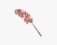 Orchid Branch With Flowers 3D 모델 