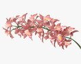 Orchid Branch With Flowers Modello 3D