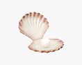 Pearl Inside Seashell 3D 모델 