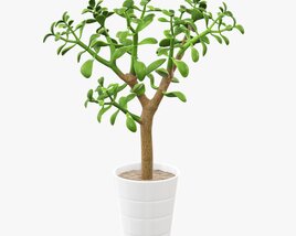 Plant Crassula In Flower Pot Modèle 3D