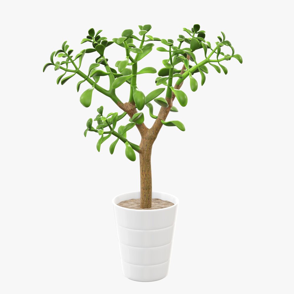 Plant Crassula In Flower Pot Modèle 3D