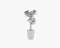 Plant Crassula In Flower Pot 3D 모델 