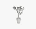 Plant Crassula In Flower Pot 3D模型