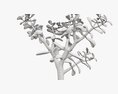 Plant Crassula In Flower Pot Modello 3D