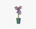 Plant Crassula In Flower Pot Modèle 3d