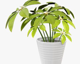 Plant Schefflera In Pot 3D model