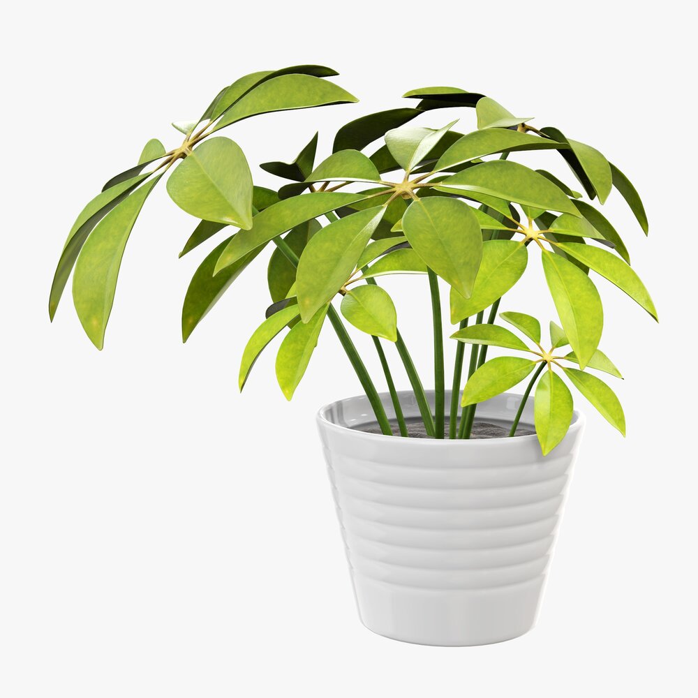 Plant Schefflera In Pot Modèle 3D