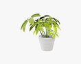 Plant Schefflera In Pot 3D模型