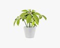 Plant Schefflera In Pot Modello 3D