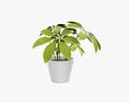 Plant Schefflera In Pot 3D 모델 