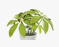 Plant Schefflera In Pot 3D-Modell
