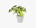 Plant Schefflera In Pot 3d model