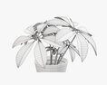 Plant Schefflera In Pot 3d model