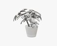 Plant Schefflera In Pot 3D модель