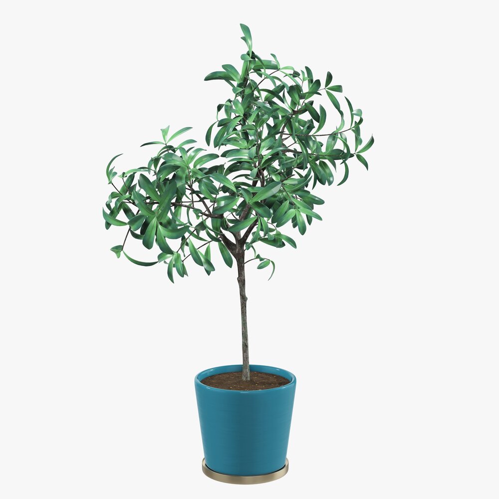 Potted Decorative Tree Modelo 3D