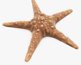 Sea Star On Ground Modèle 3D
