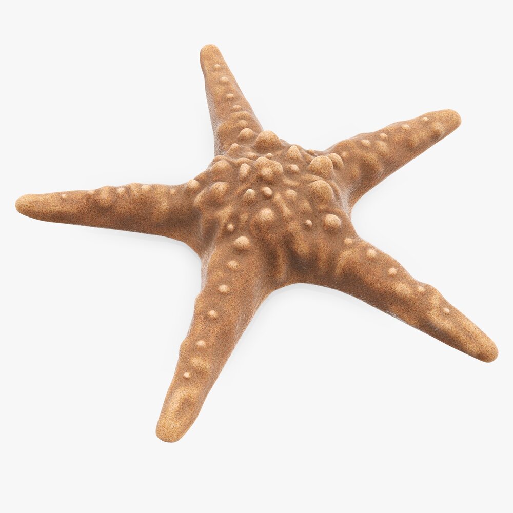 Sea Star On Ground 3D 모델 