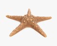 Sea Star On Ground Modello 3D