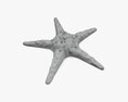Sea Star On Ground Modello 3D